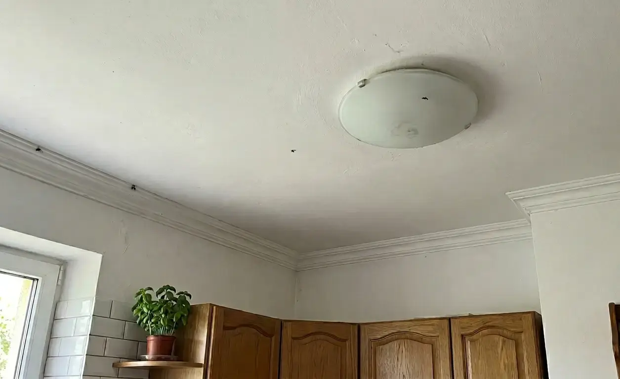 Dlaczego czarne muszki siadają na suficie w kuchni?